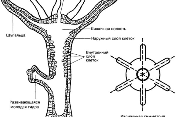 Kraken площадка