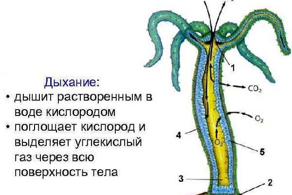 Кракен рынок